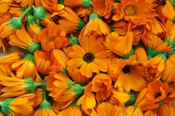 marigold petals with varicose veins